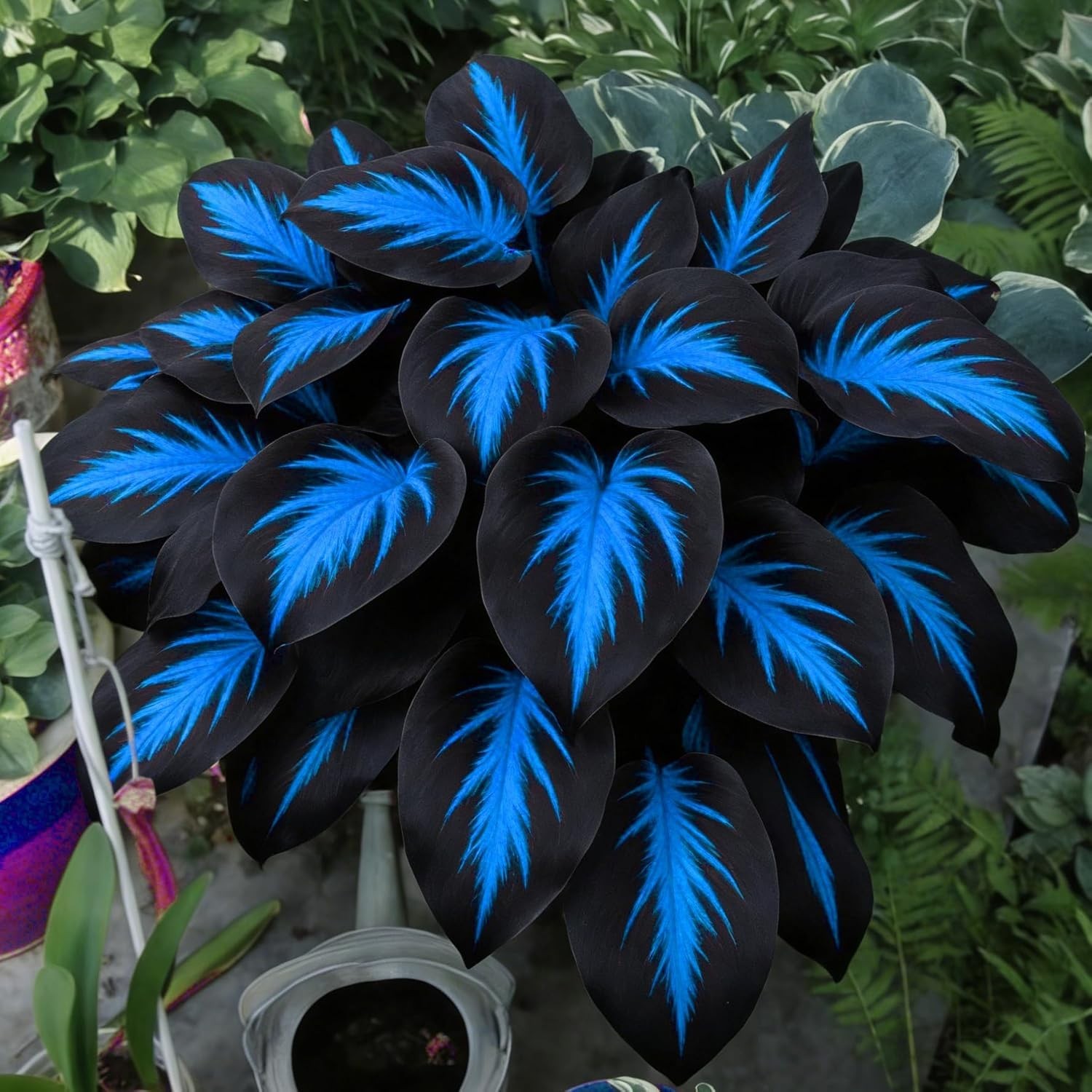 220+ Hosta Seeds Blue Perennial for Planting,Hosta Seeds Blue and Black,Rare Hos