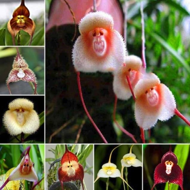 Monkey Flowers Seeds for Planting, 195+pcs Monkey Face Orchid Perennial Flower