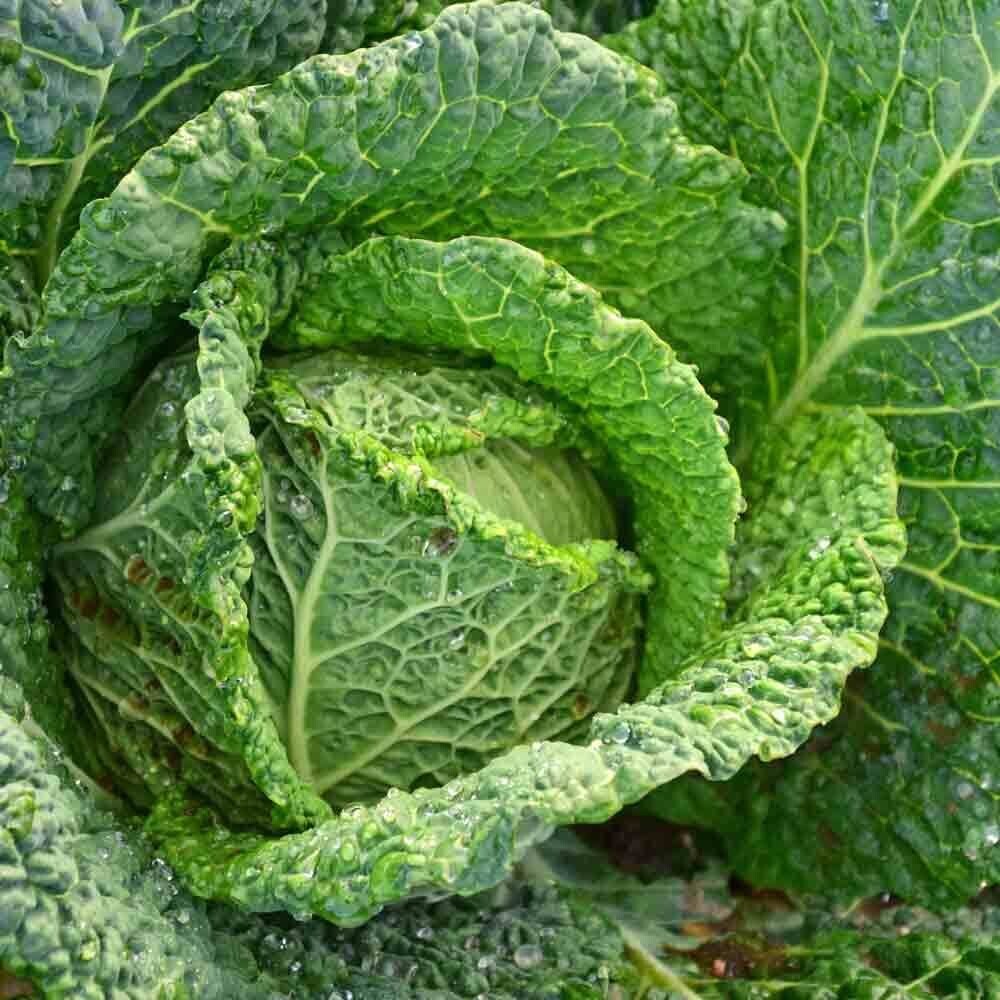Cabbage Seeds, Savory Perfection, Cabbage Seeds to plant in your home garden,