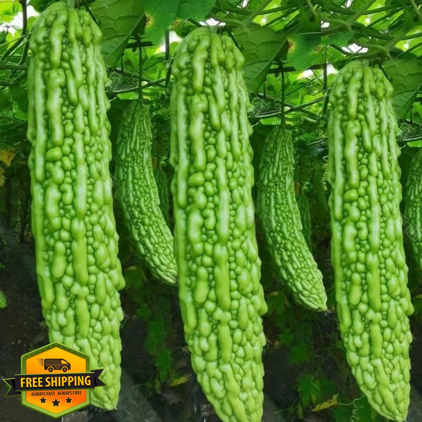 Wivolibe Long Bitter Gourd Seeds 35+ Heirloom