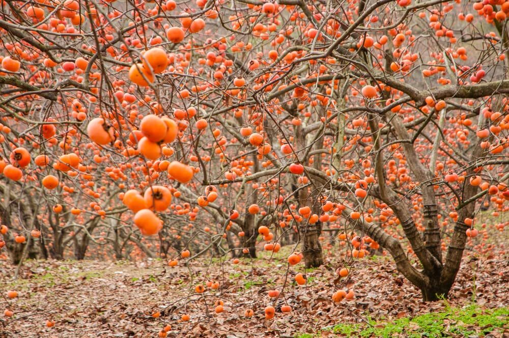 10 Persimmon Tree Seeds – Made in USA, Ships from Iowa – Popular Outdoor Tree or