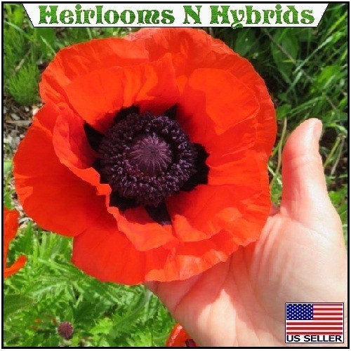 5,000+ Perennial Prince of Orange Papaver Oriental Poppy Seeds For Planting Rare