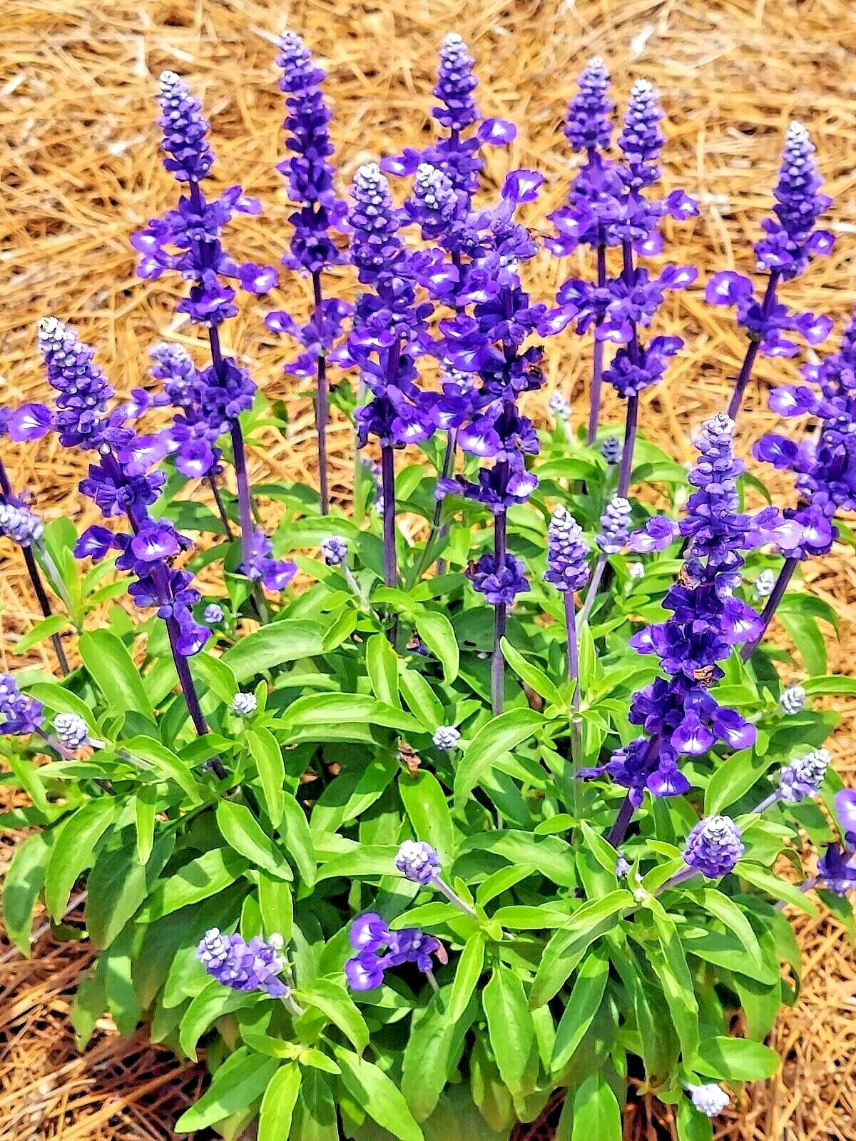 100+ SAGE SEEDS MOSQUITO REPELLENT HERB SPRING PERENNIAL HEIRLOOM DEER RESISTANT