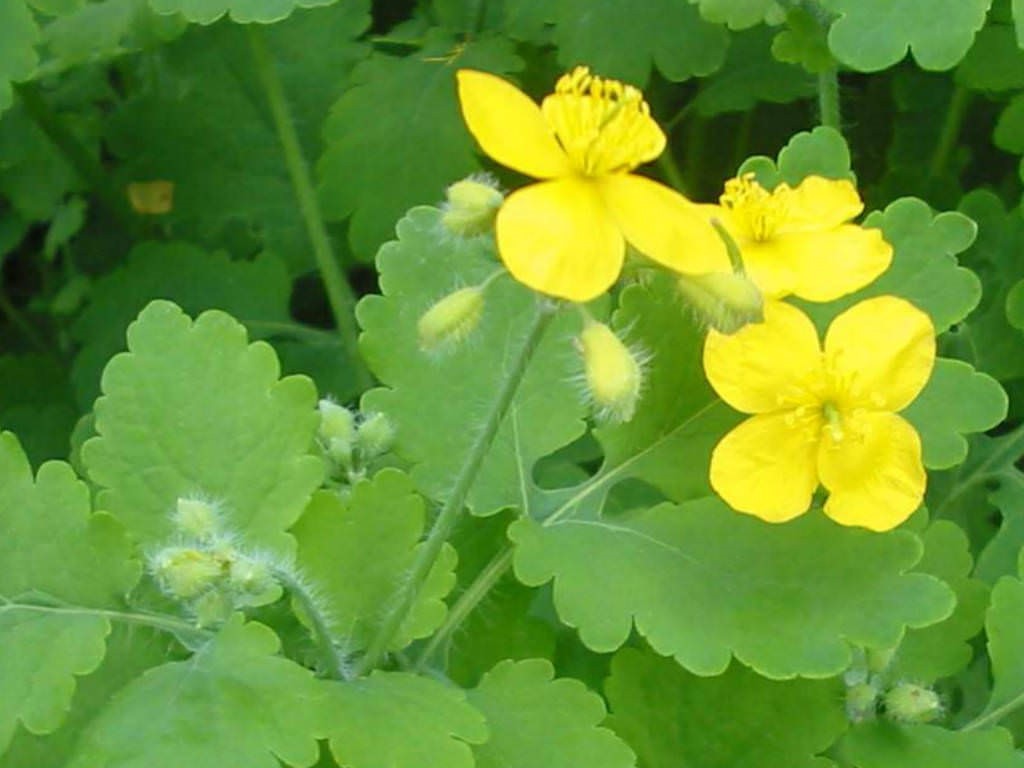 25+ Seeds of Medicinal Greater Celandine Plant (Chelidonium Majus) Organic
