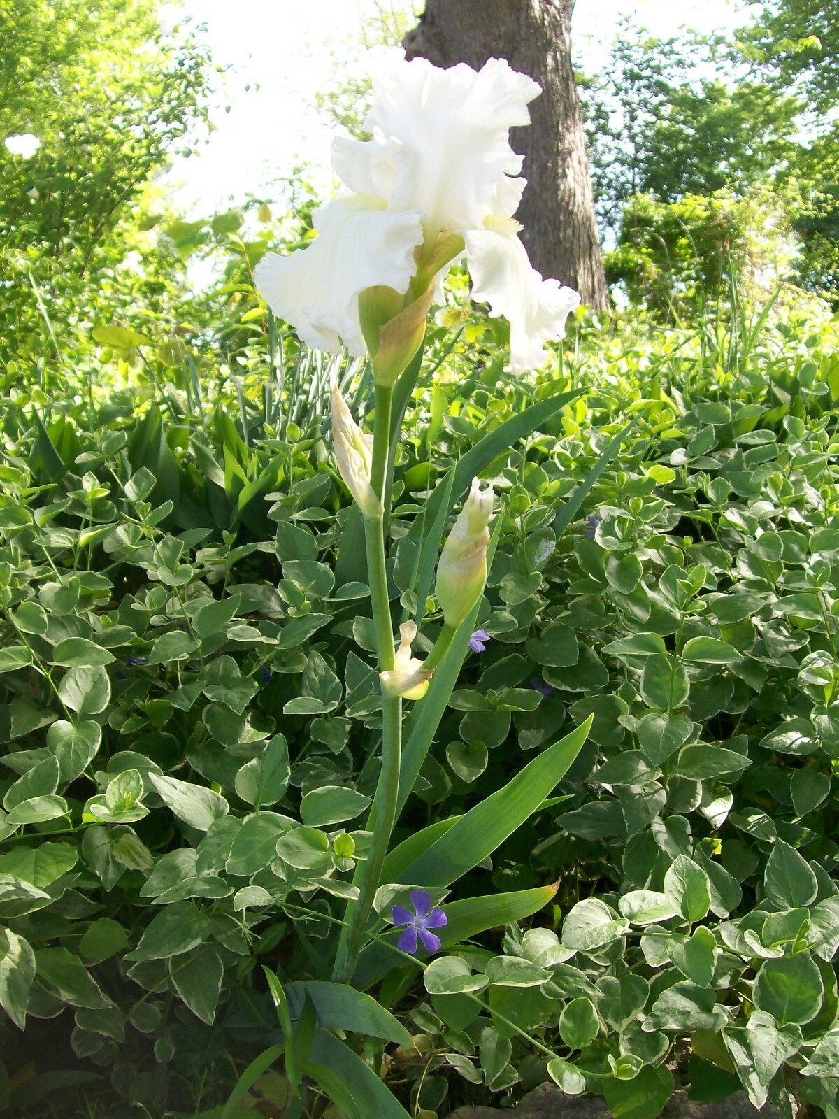 IRIS LIVE PLANTS RHIZONES WITH FLAGS SET OF 3 MIXED COLORS