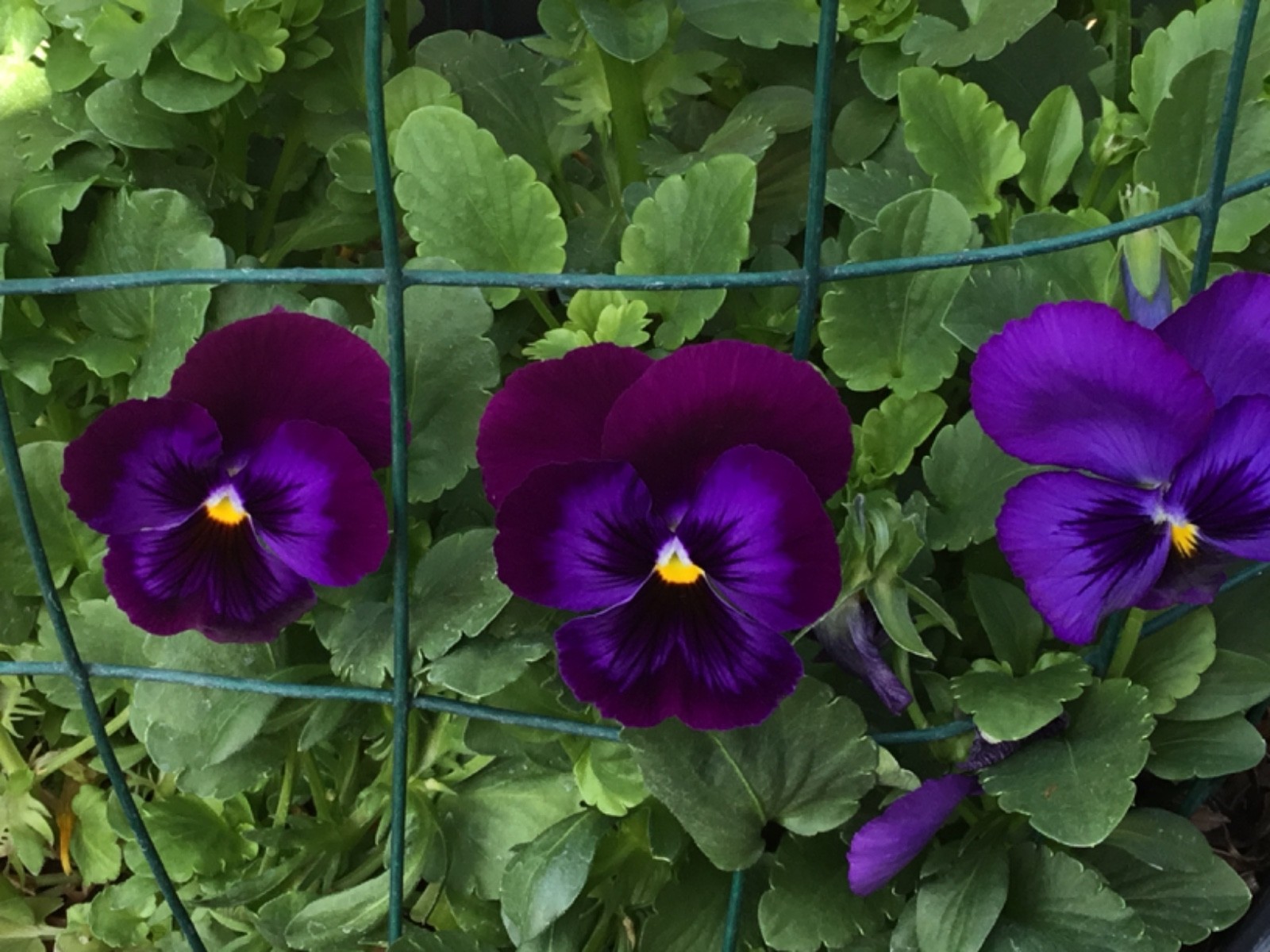 Pansy Violet for cutting 20 seeds