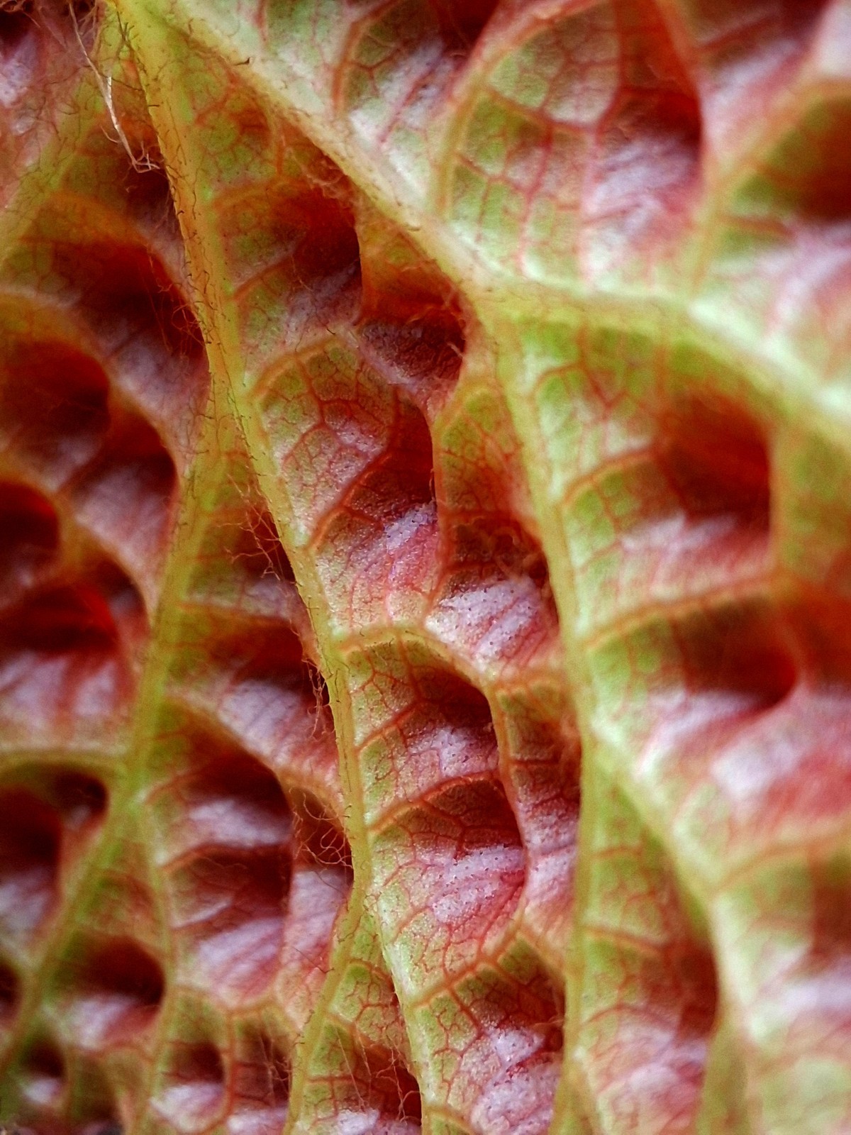 Begonia Melanobullata, Exact Plant!!!!
