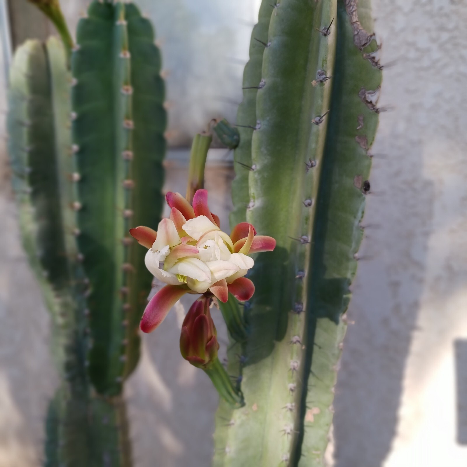 Cereus Peruvianus cutting (2 )Peruvian apple cactus cuttings 6-8 inches Tall.