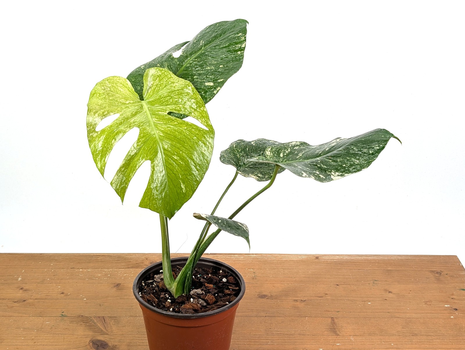 Monstera Mint