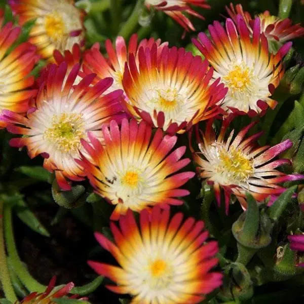 Hardy Ice Plant, Delosperma Cooperi Vibrant Ground Cover | Rare Succulents