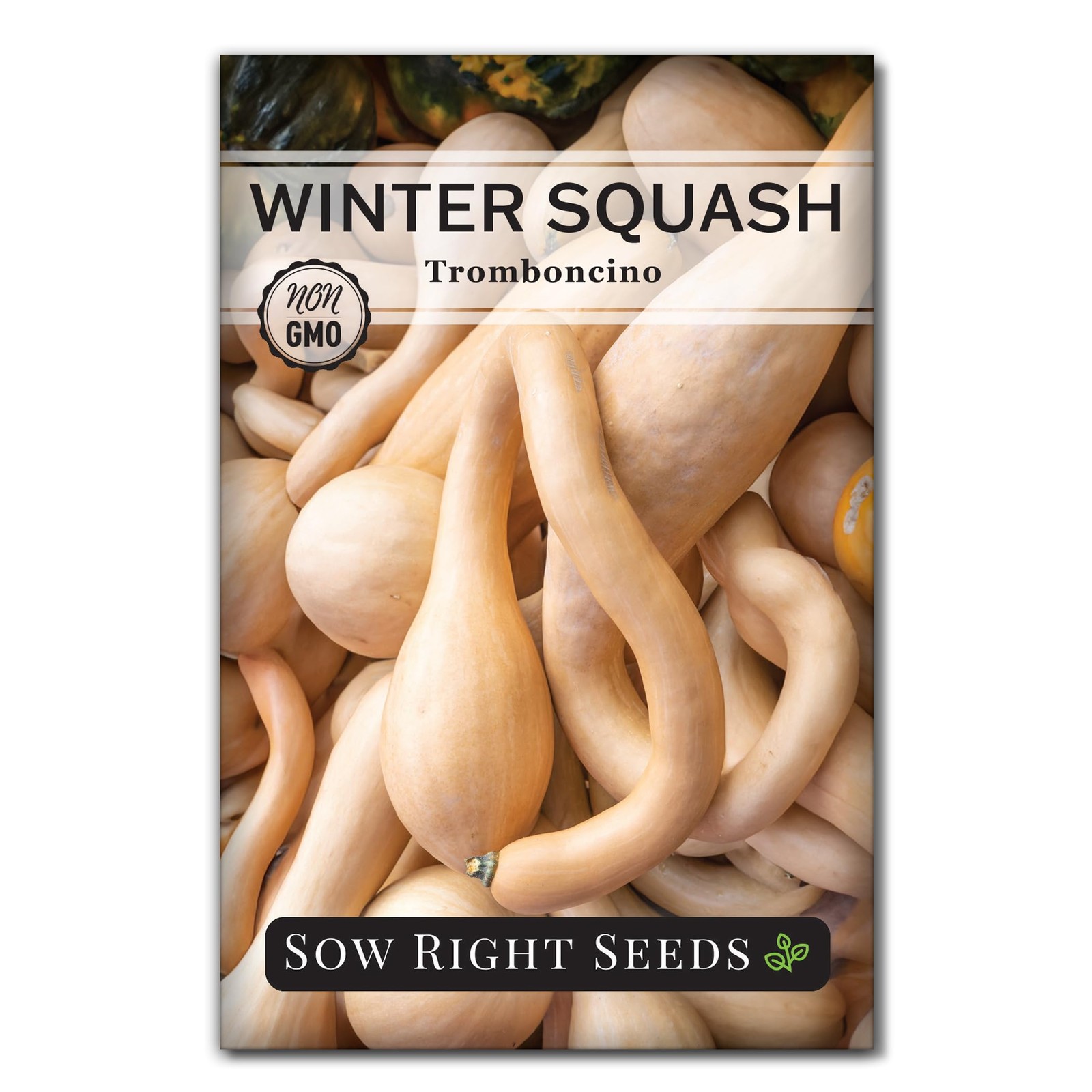 Sow Right Seeds – Tromboncino Rampicante Squash for Planting – Tan