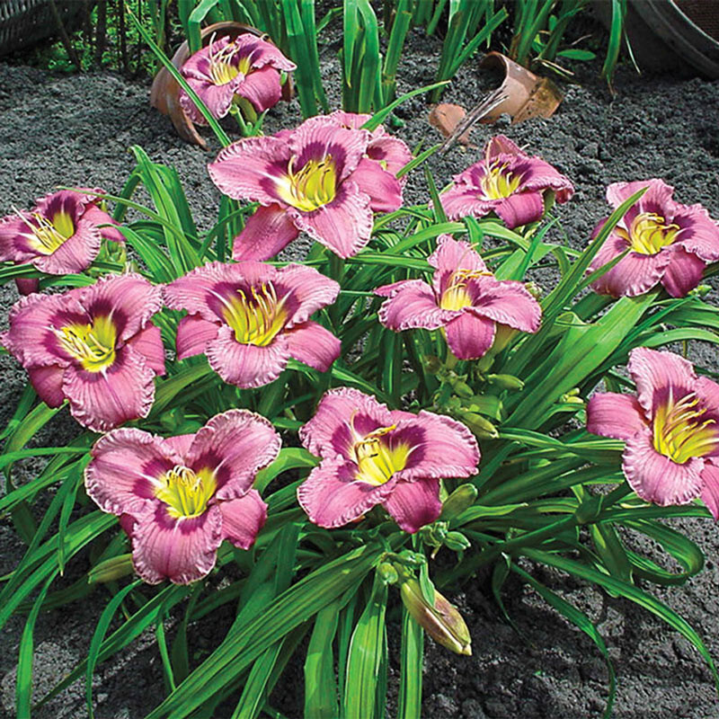 Reblooming Always Afternoon Daylily Hemerocallis One Rooted Starter Plant