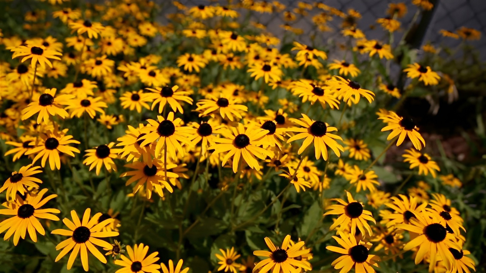 2,000 Black-Eyed Susan Seeds – Rudbeckia Classic Yellow & Dark Brown Wildflower