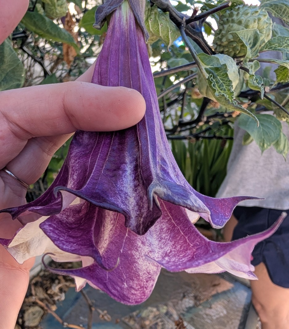 2 x Double Purple Devil’s Trumpet Live Rooted Plants Datura metel Plant