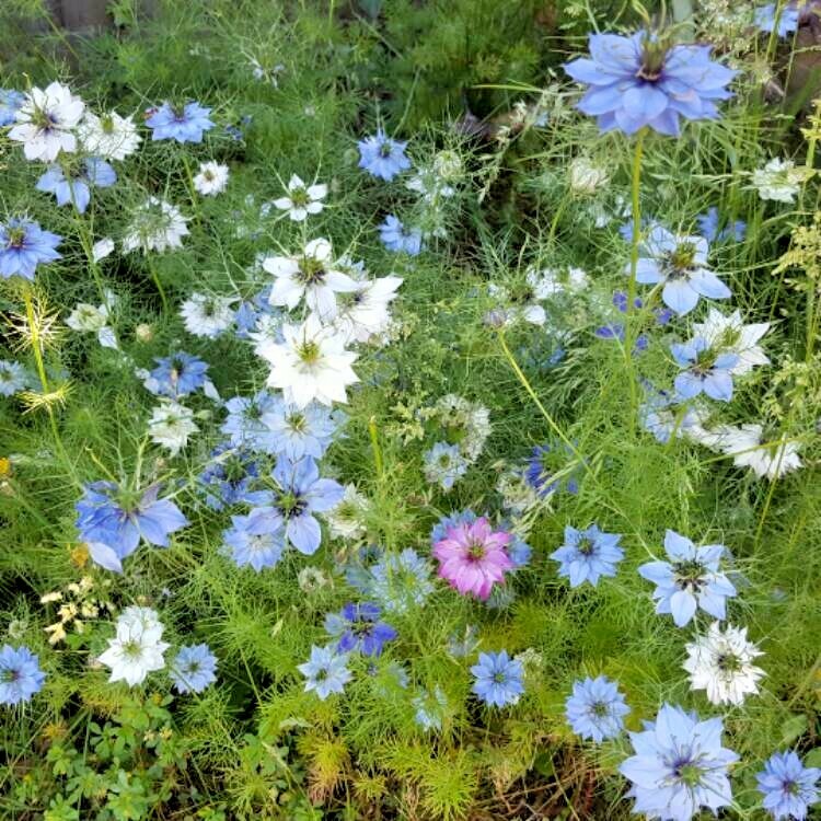 500+LOVE IN A MIST Flower Seeds Flowering Annual Cut Dried Flowers Container