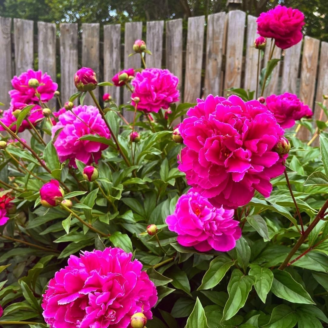300+ Perennial Peony Flower Seeds for Planting Outdoor-Attracts Bees&Butterfl…