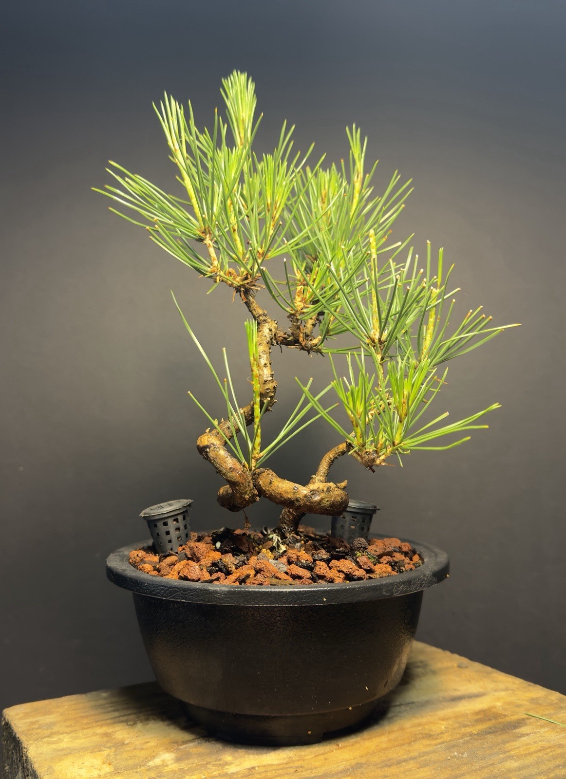 Bonsai Tree Japanese Black Pine Trained “Dragon” Style 11” Tall Plastic Grow Pot