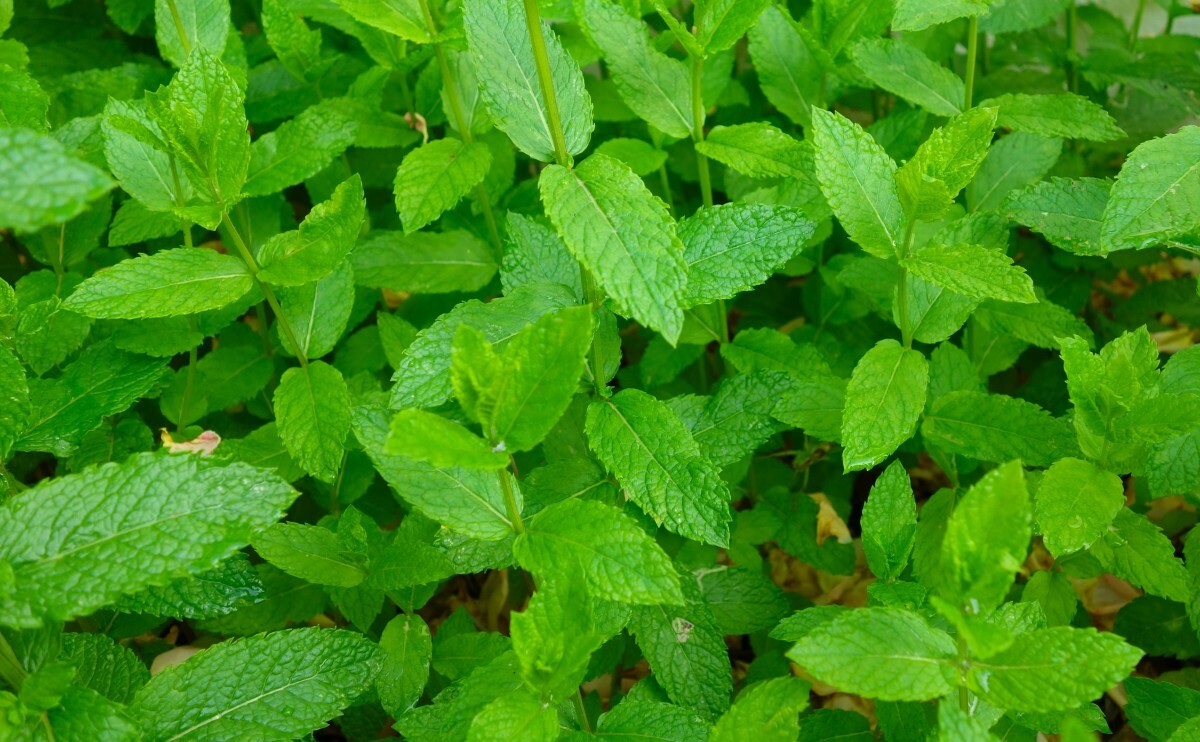 500 PEPPERMINT SEEDS Mint NonGMO
