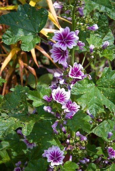 Malva sylvestris ‘Zebrina’ | French Mallow | Malva | 20 Seeds