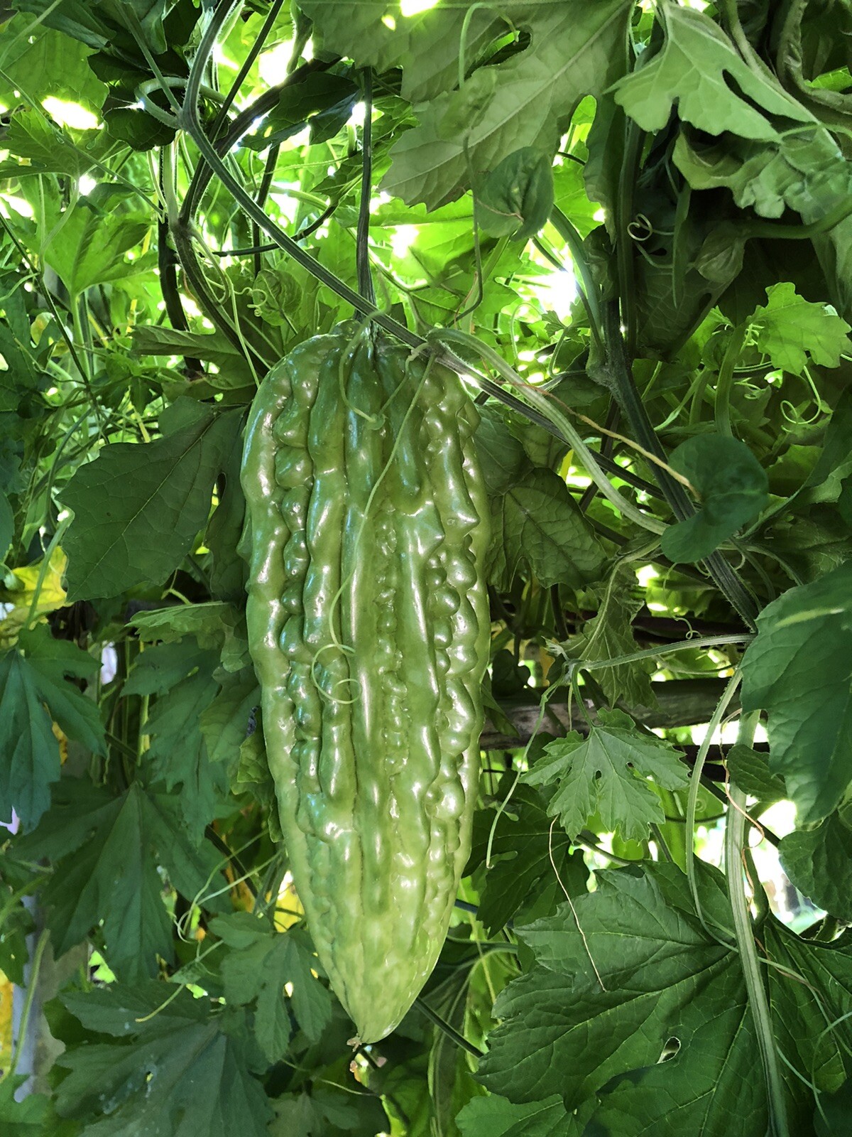 2 Pots BitterMelon Starter Plant 6” Bitter Gourd Ready To Plant Free Shipping