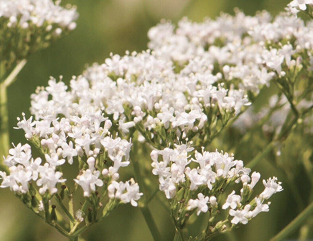 150 Valerian Seeds-Medicinal Plant-NON GMO-Valeriana officinalis