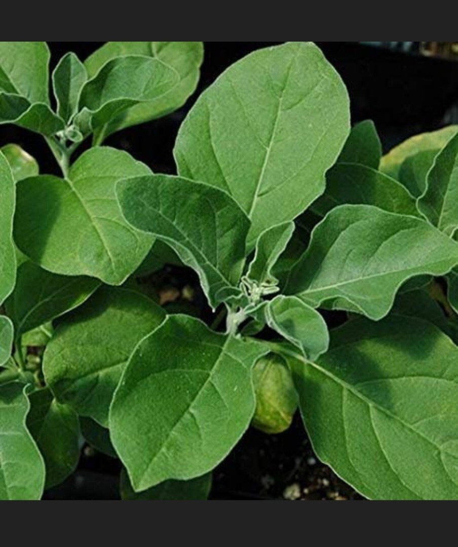 Ashwagandha (Withania somnifera) SEEDS, organic