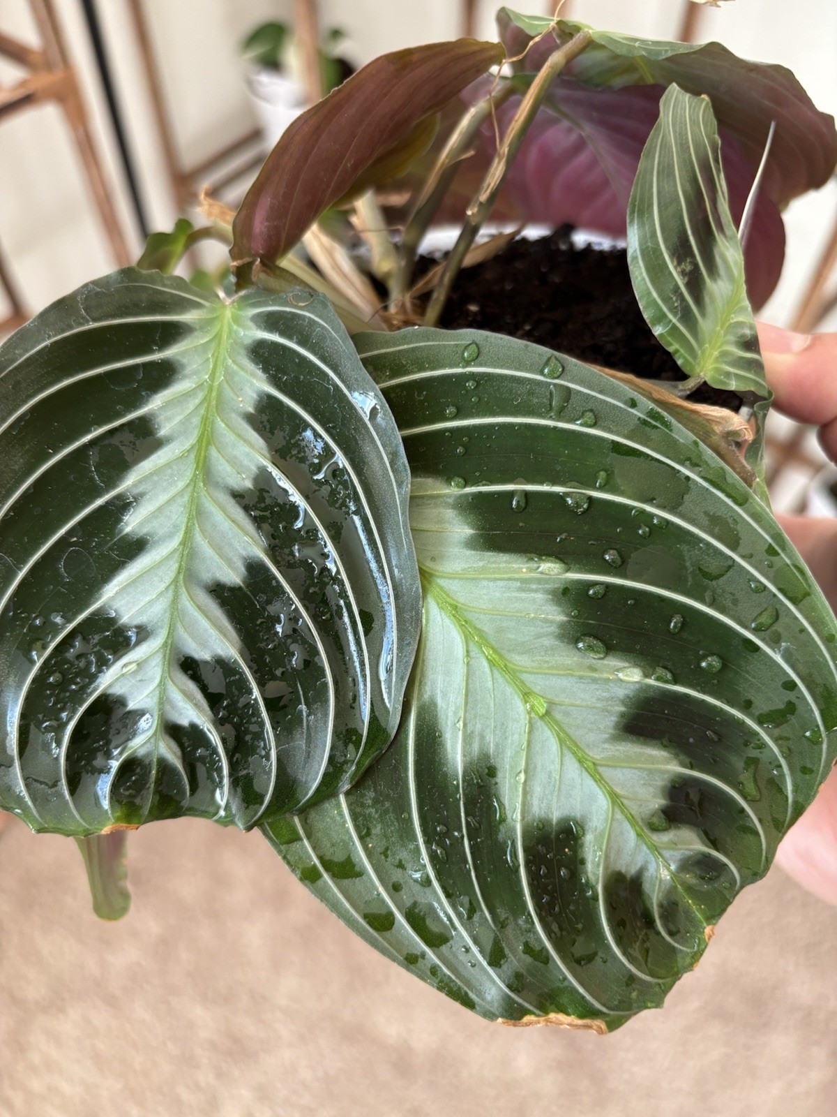 Marantha Black Prayer 6″ Pot Rare Exact Plant #010