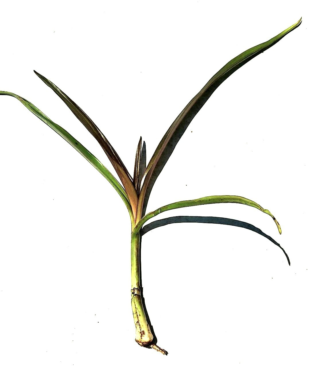 Giant Purple Lilly Spider Crinum Asiaticum Live Indoor Outdoor Starter Plant