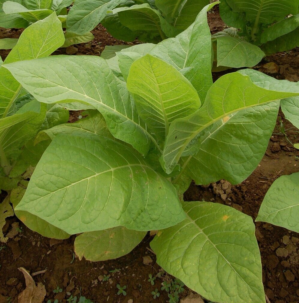 2,000 PERIQUE TOBACCO Seeds *FREE Shipping!* Nicotiana tabacum, Oriental Tobacco