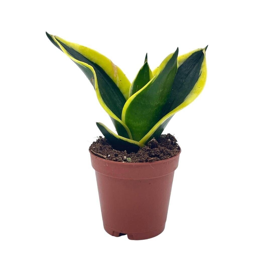 Black Gold Snakeplant, Green and Yellow Snake Plant, Variegated Sansevieria trif