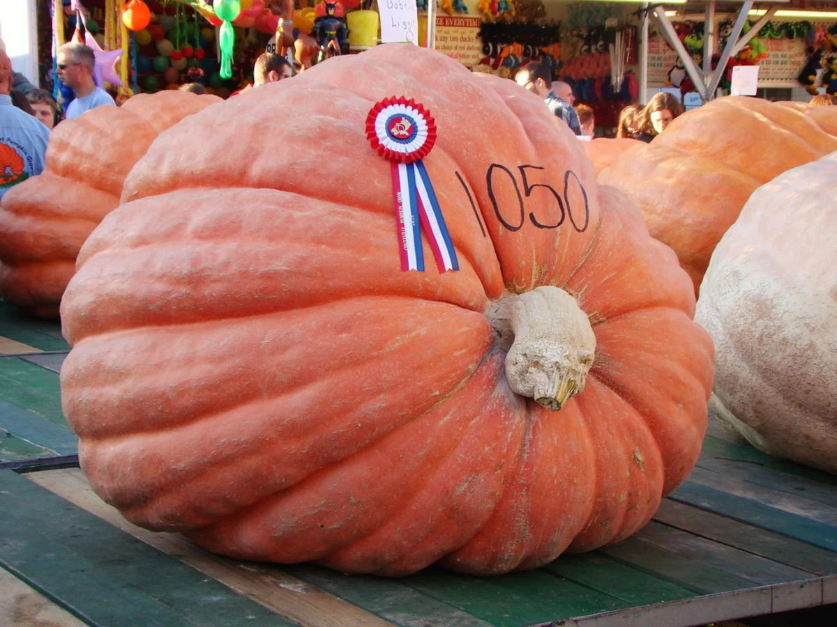Dill’s Atlantic Giant Pumpkin Seeds |For Competition Huge Big Pumpkins Seed 2024