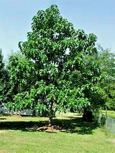 50 Royal Empress Tree Seeds “FASTEST GROWING TREE in the WORLD”