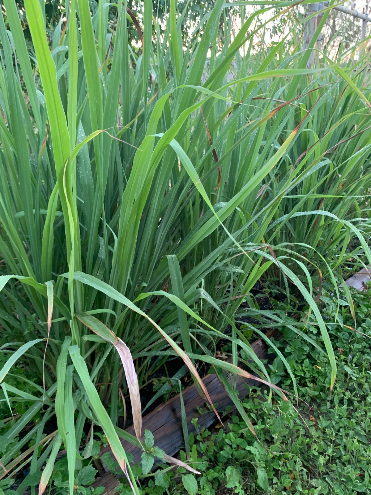 10 Live ORGANIC Lemongrass Stalks Plugs Cymbopogon Sereh Plant Lemon Grass Herb