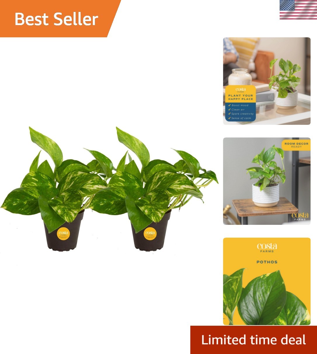 Pothos Live Plants, Devil’s Ivy in Plastic Pots, Easy to Maintain, Air Purify…
