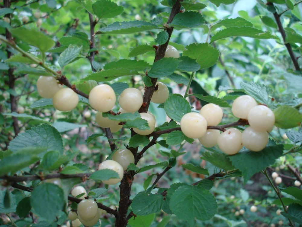1 Nanking White sweet bush cherry plant. Zones 2-7. Not self. IAN, JULES or GABE