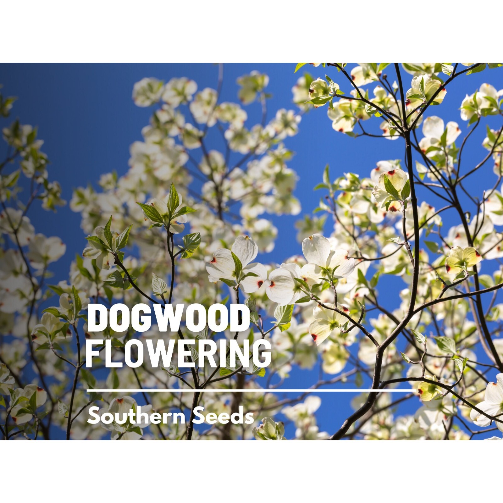 Dogwood, Flowering (White) – 20 Seeds – Heirloom Tree, Stunning White Blooms, Lo