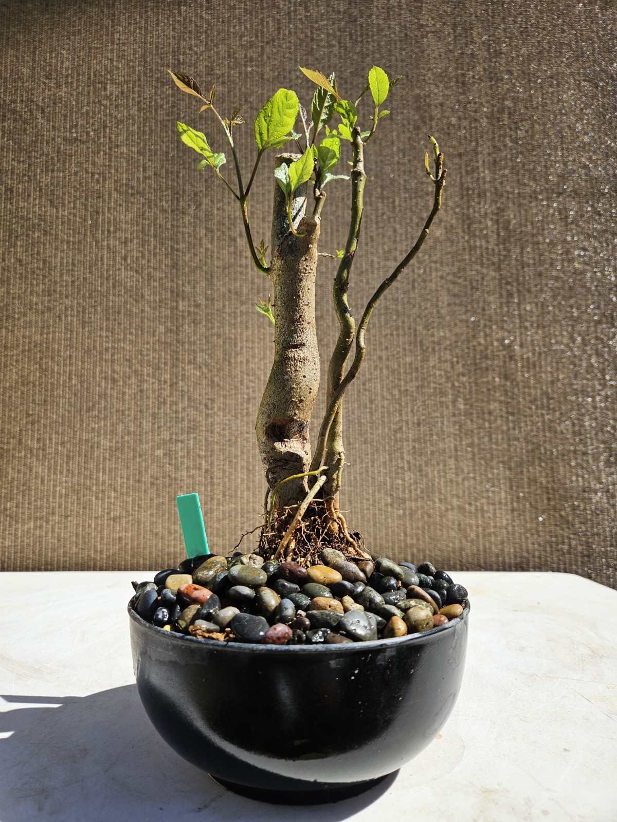 Old European Ash Bonsai Tree,,, SALE