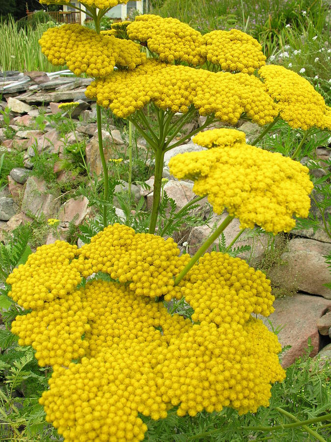 Yarrow Coronation Gold 25 Plants in 3-1/2 inch Pots