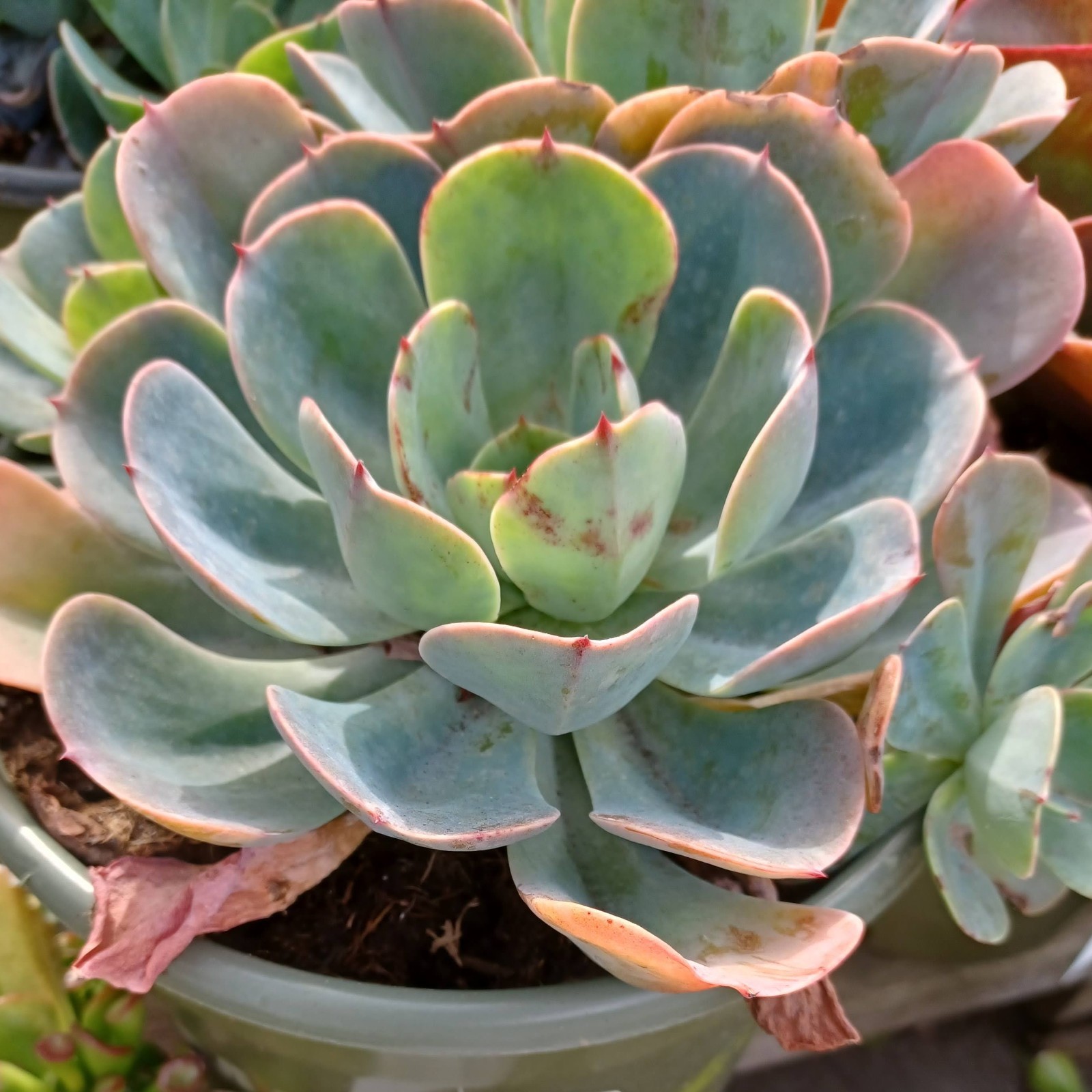 Echeveria Blue Sky Live Succulent Blue Green Rosette with Pink Edges Easy 2 Grow