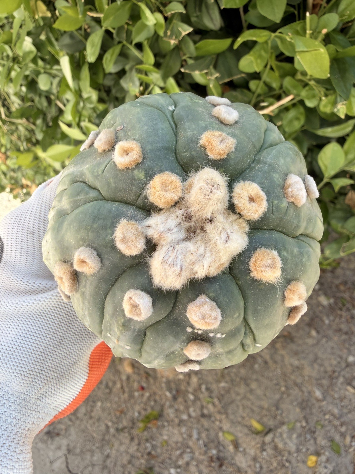 Rare Cactus Grafted