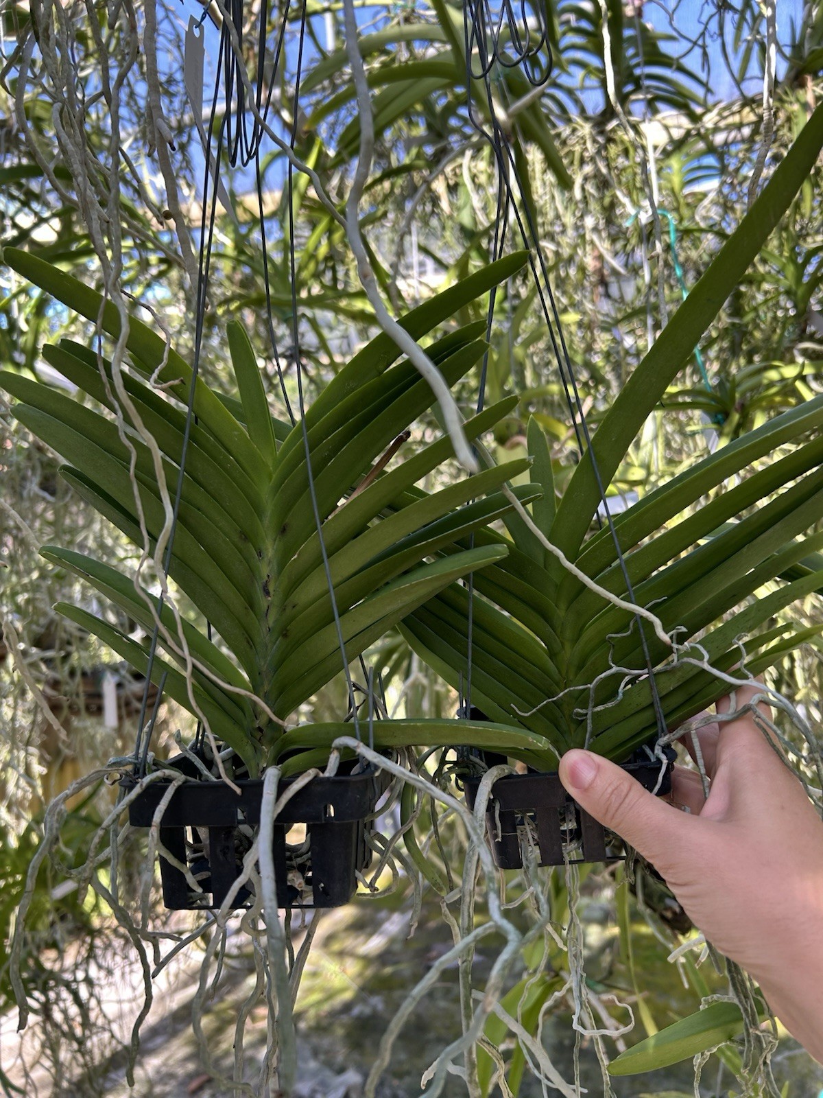 Vanda. Suwannaphum BlueFinch ￼BS orchid