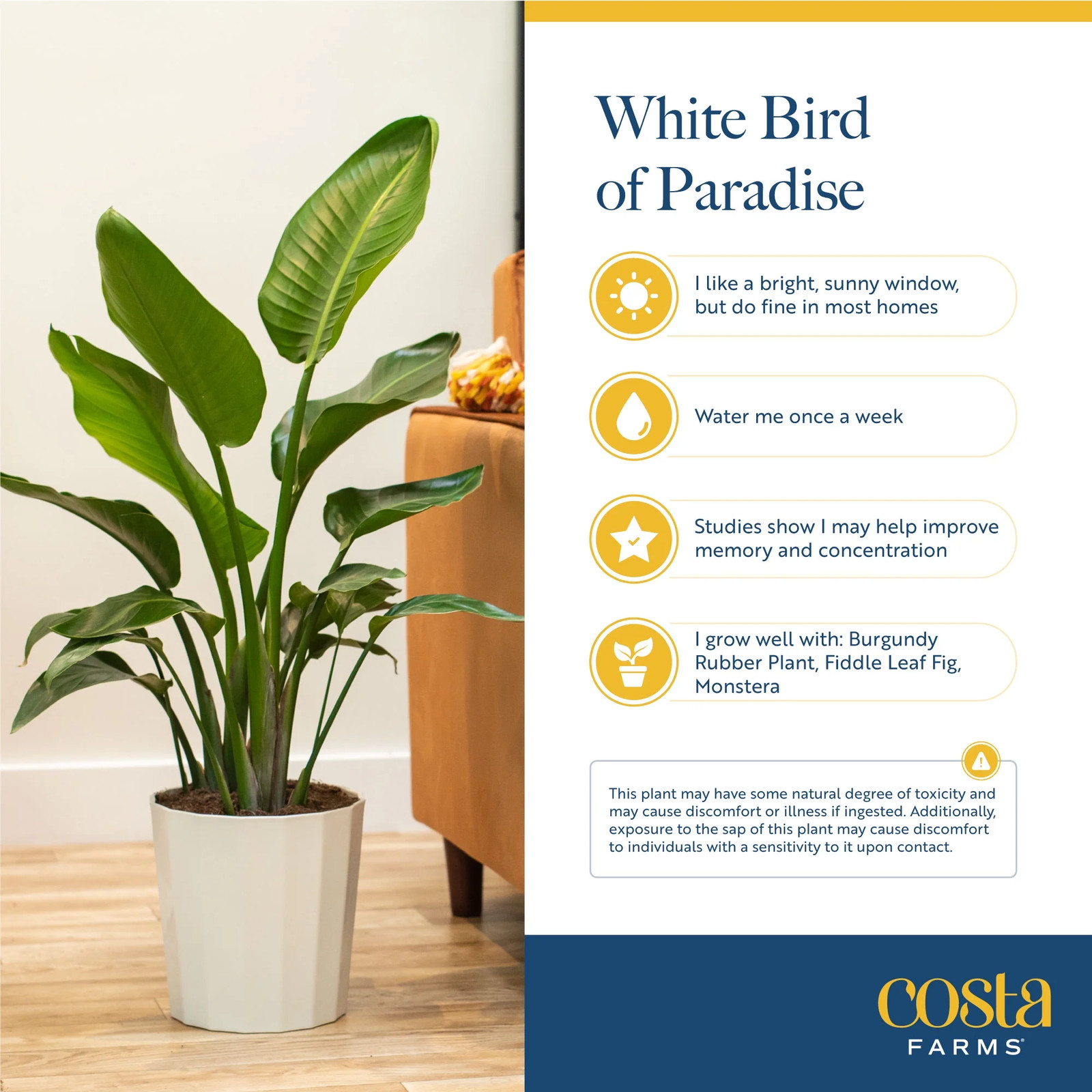 36-48″ Tall White Bird of Paradise, Bright Indirect Sunlight, Indoor Live House