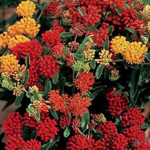 100 Seeds Butterfly Milkweed Water Conserving Asclepias Tuberosa Gay