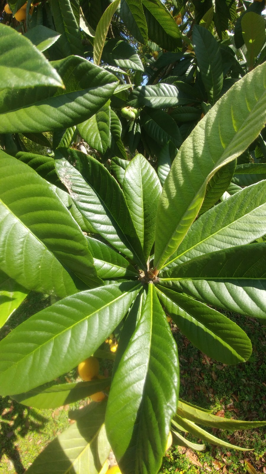 1 Golden Loquat Tree 12-16″ 2 year Rooted Plants Edible Evergreen Japanese Plum
