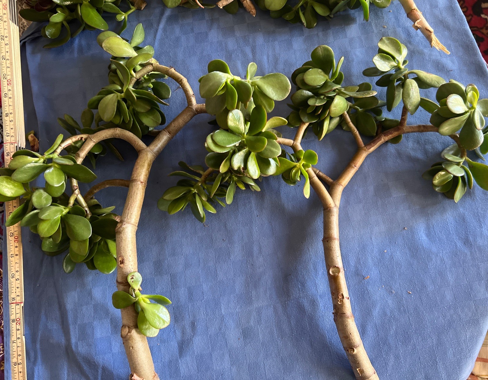 1 SUPER THICK 16” CUTTING JADE PLANT/ MONEY PLANT. EASY ROOT. PRE-BONSAI.