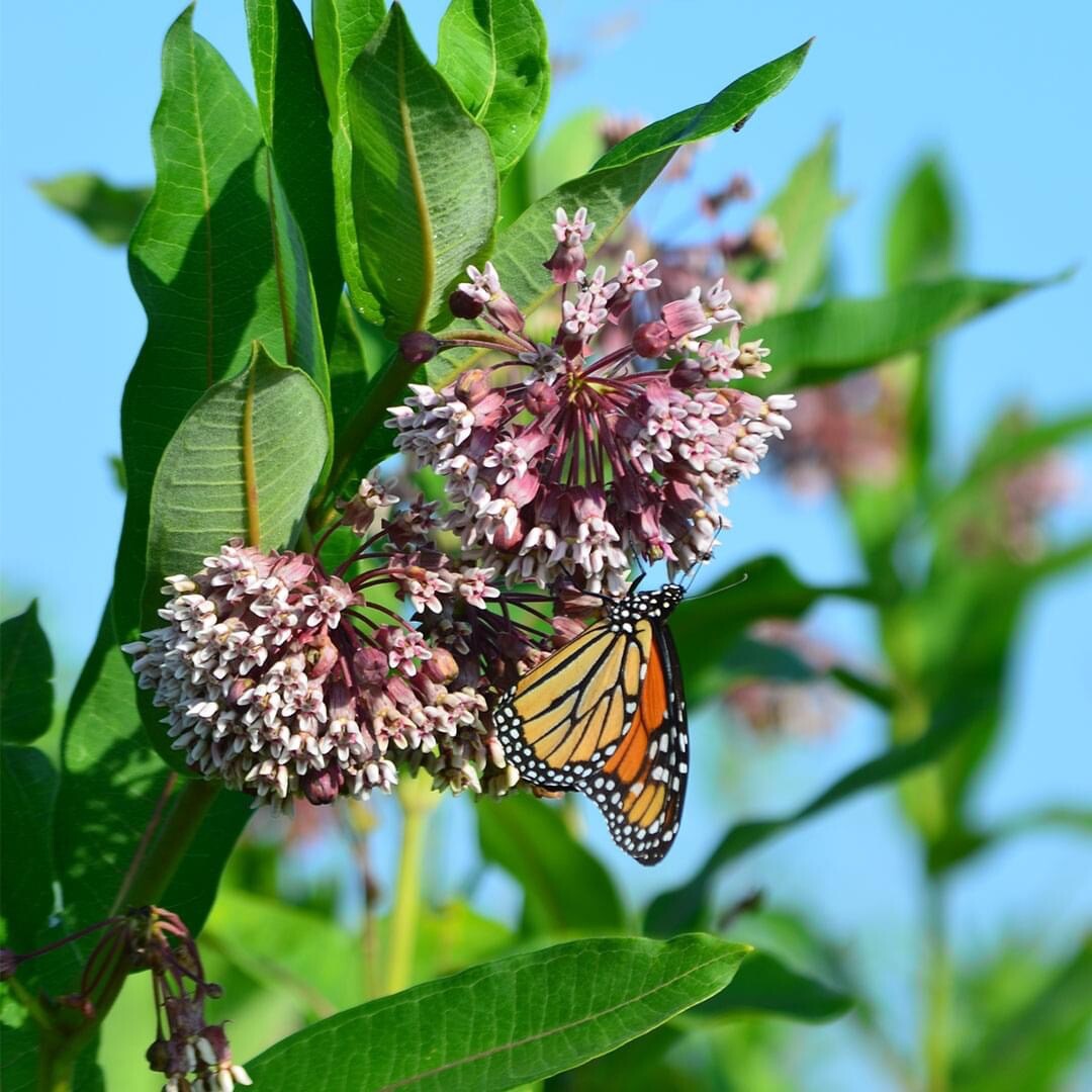 Common Milkweed 100+ seeds (Asclepias syriaca) Help Monarch Butterflies