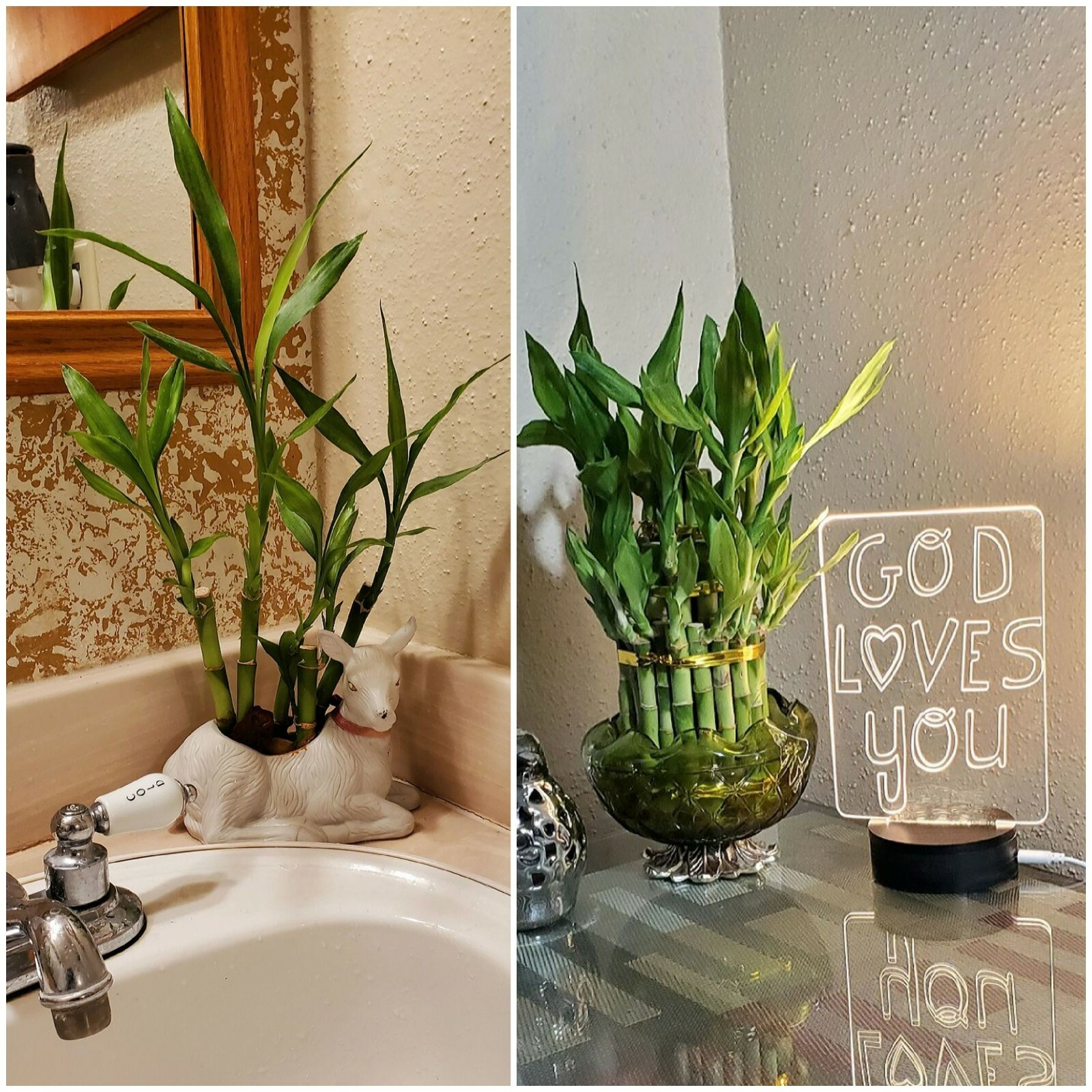 5 Lucky Bamboo 4″ Plants, Free Size Upgrade, Feng Shui, GIFT, Perennial, Indoor