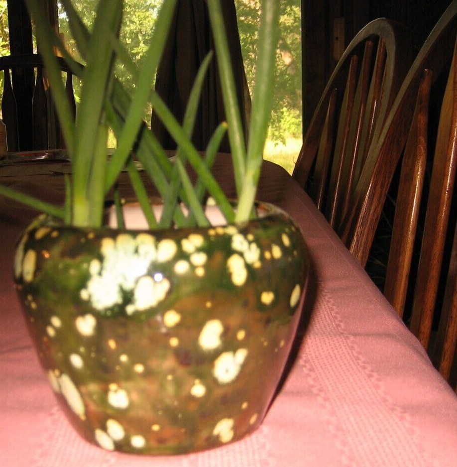 Egyptian Onions Catawissa Winter Walking Topset Spring Bulbs 10 Planters Jumbo