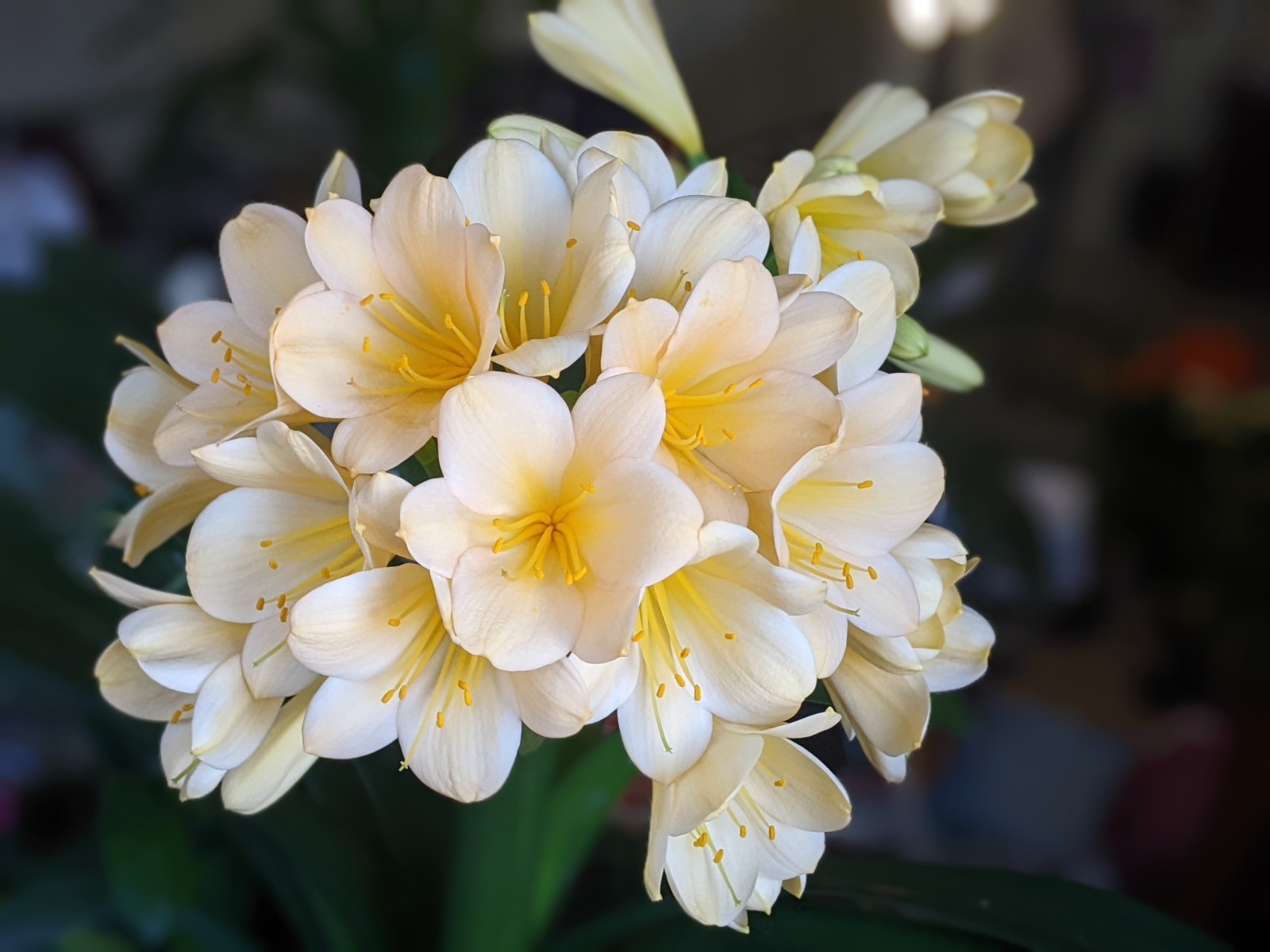 Lot of FOUR Yellow Flower Clivia Miniata (Bush Lily) Seedlings, FREE Shipping