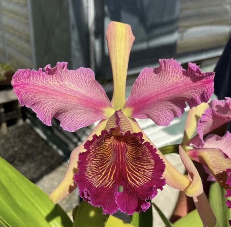 Cattleya dowiana v. rosita in 3in pot